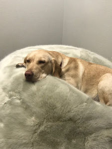 Meet your Posher, Owen hammond